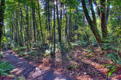 Woodsy Mill Hill Trail