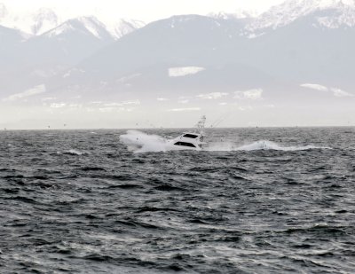 New Year's Day, 2008, brave soul passing Dallas Road, Victoria BC., heading directly into the Sou'easter, with the Olympic Mountains of Washington State in the background. Notice all the terns flying with the boat.