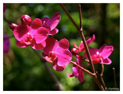 又見蘭花