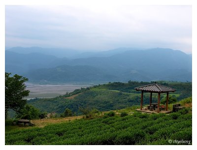 高山茶園