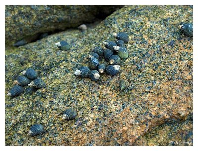 Low tide discovery