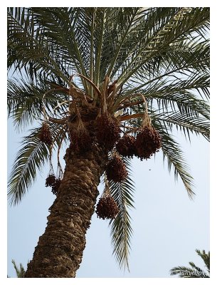 First time in my life to see real dates hanging from the date palm tree