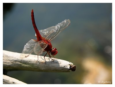 Up close on a Red Dragonfly