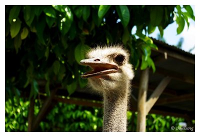 A lonely ostrich