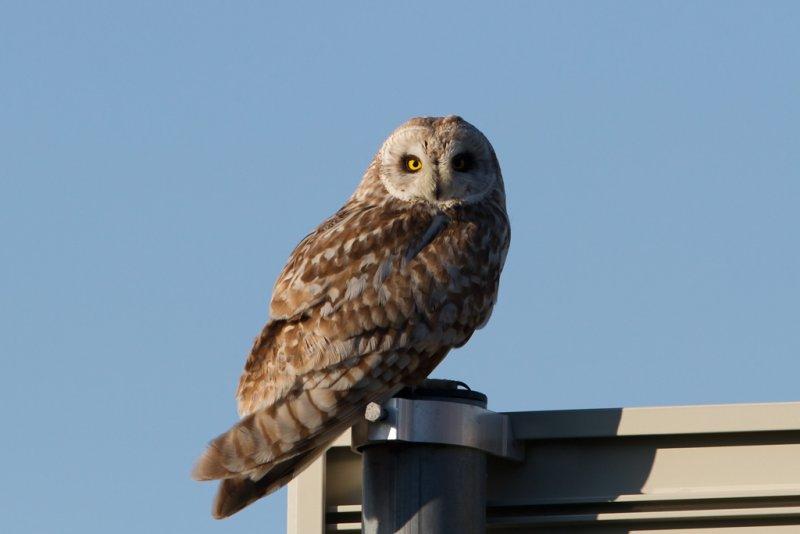 Short-eared Owl. Jordugle