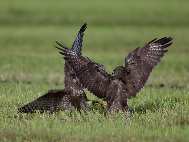 Common Buzzard. Musvk