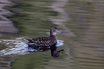 Common teal. Kvikkand. Female