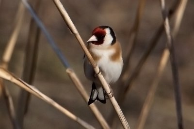 European Goldfinch. Stilits