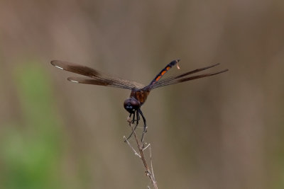 Dragonflies and Damselflies of Texas