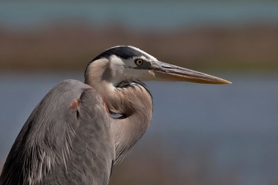 Birds of Texas