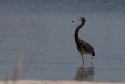 Little Blue Heron. Blhegre.