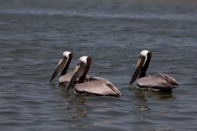  Brown Pelicans. Brun Pelikan. 