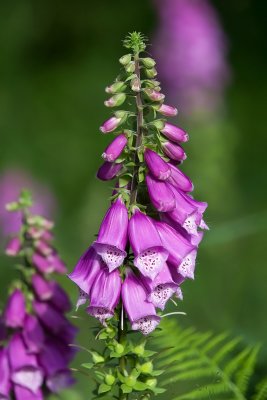 Revebjelle, Foxglove