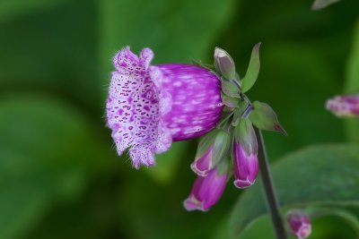 Revebjelle, Foxglove