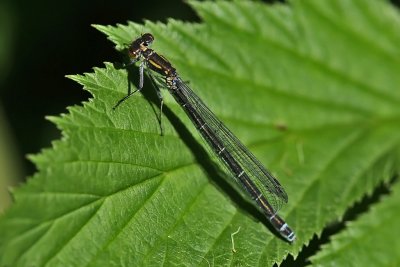 Red-eyed Damselfly, Rdyevannymfe.