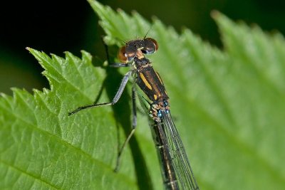 Red-eyed Damselfly, Rdyevannymfe, Erythromma najas