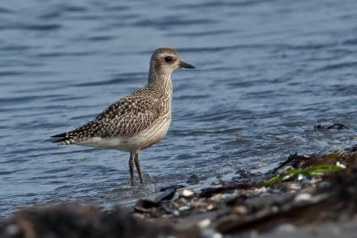 Grey Plover. Tundralo.