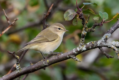 Common Chiffchaff. Gransanger