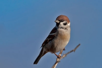 Tree Sparrow. Pilfink