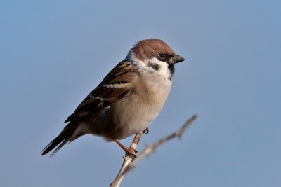 Tree Sparrow, Pilfink