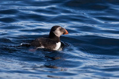 Atlantic Puffin. Lundefugl