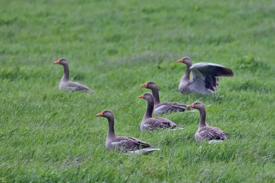 The Greylag Goose. Grågås