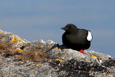 Black Guillemot. Teist