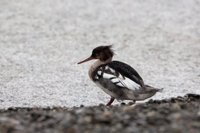 Red-breasted Merganser. Siland