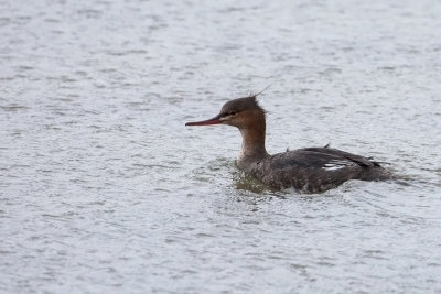 Red-breasted Merganser, female. Siland