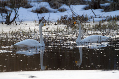 Whooper Swan. Sangsvane