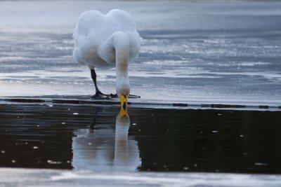 Whooper Swan. Sangsvane
