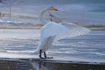 Whooper Swan. Sangsvane