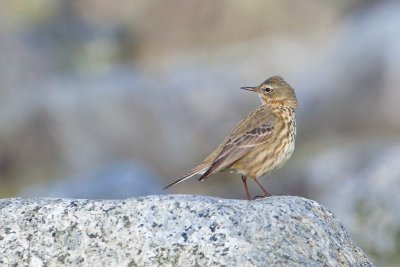 Rock Pipit. Skjrpiplerke