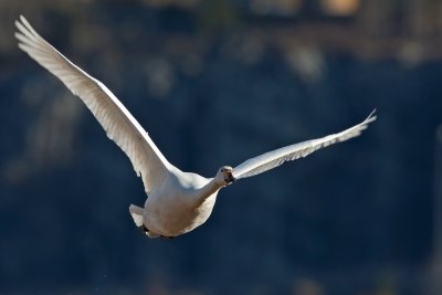 Whooper Swan. Sangsvane