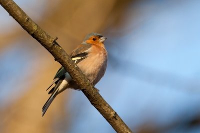 Chaffinch. Bokfink. Female