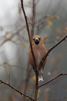 Hawfinch. Kjernebiter