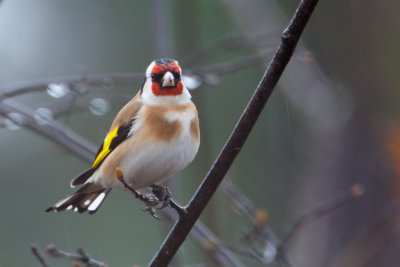 European goldfinch. Stillits