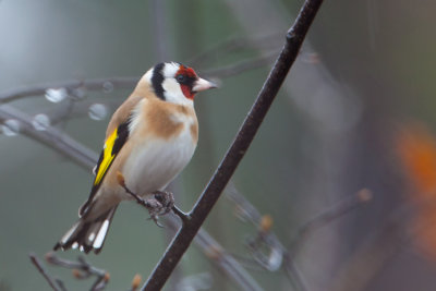 European goldfinch. Stillits