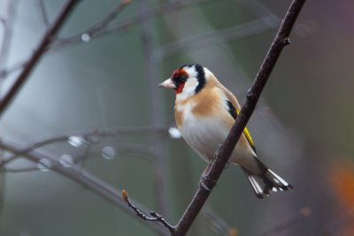 European goldfinch. Stillits