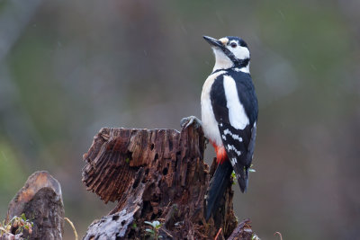 Great-spotted woodpecker. Flaggspett