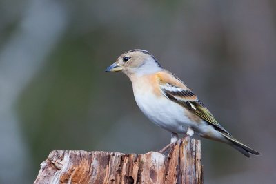 Brambling, Bjrkefink. Female