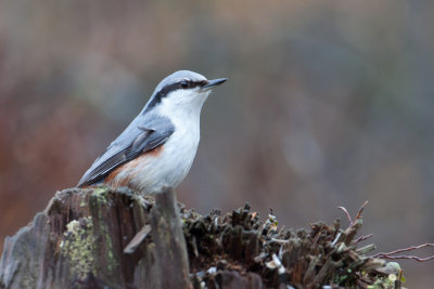 Eurasian Nuthatch. Spettmeis