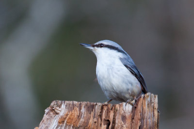 Eurasian Nuthatch. Spettmeis