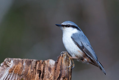 Eurasian Nuthatch. Spettmeis