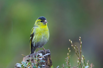 Eurasian Siskin, Male. Grnnsisik