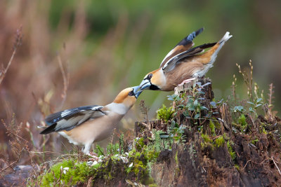 Hawfinch fight. Kjernebiter kamp