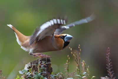 Hawfinch, Male. Kjernebiter