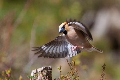 Hawfinch, male. Kjernebiter