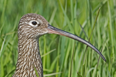 Eurasian Curlew. Storspov