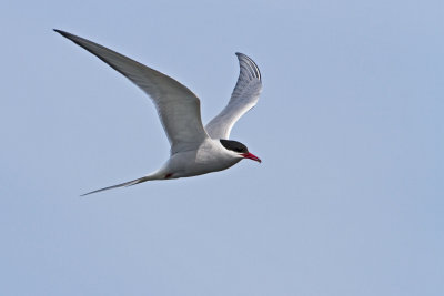 Arctic Tern. Rdnebbterne